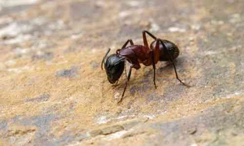 Ants get their sleep through power naps, with the average worker ant taking approximately 250 naps each day, each lasting just over a minute. | MirrorLog